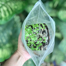 Load image into Gallery viewer, Figtree Farms Plantable, Reusable, Biodegradable Abaca Face Mask
